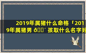 2019年属猪什么命格「2019年属猪男 🌴 孩取什么名字好」